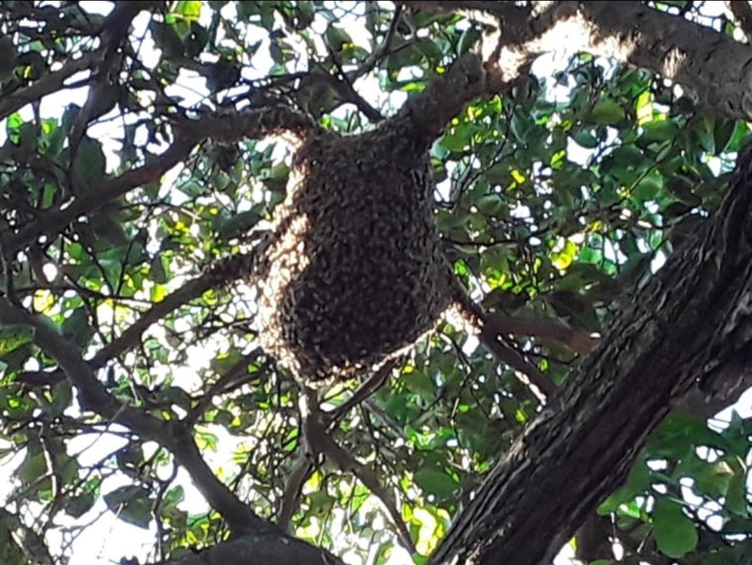 Ataque de abelhas mata mulher de 42 anos na região da Transpantaneira