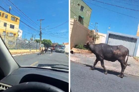 Búfalos são flagrados andando livremente por ruas de Cuiabá