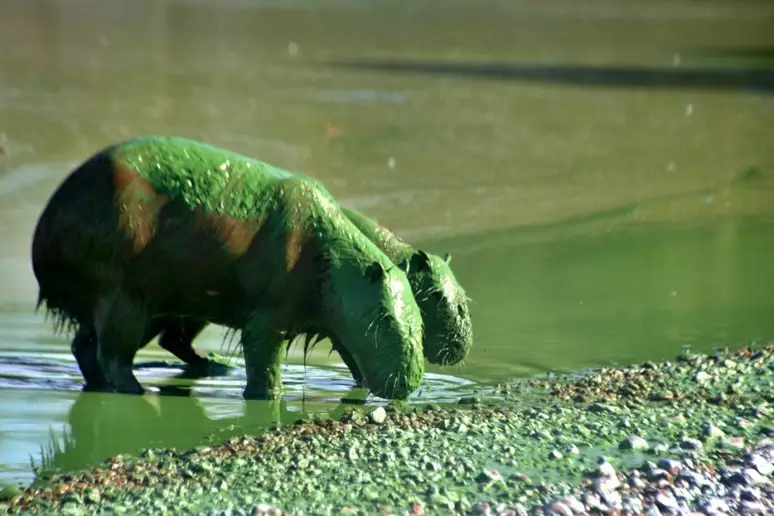 Capivaras 'verdes' são flagradas em rio na Argentina