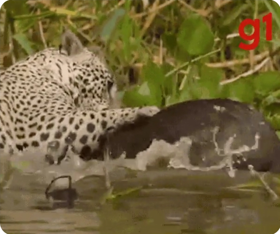 Cineasta chileno flagra onça-pintada caçando capivara em rio no Pantanal de MT