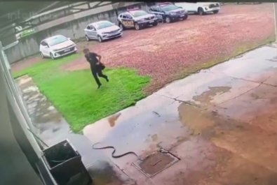 Cobra aparece na porta de entrada de locadora de veículos e assusta funcionária em MT