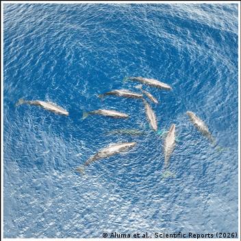 Drone registra nascimento raro de baleia-cachalote no Caribe pela 1ª vez