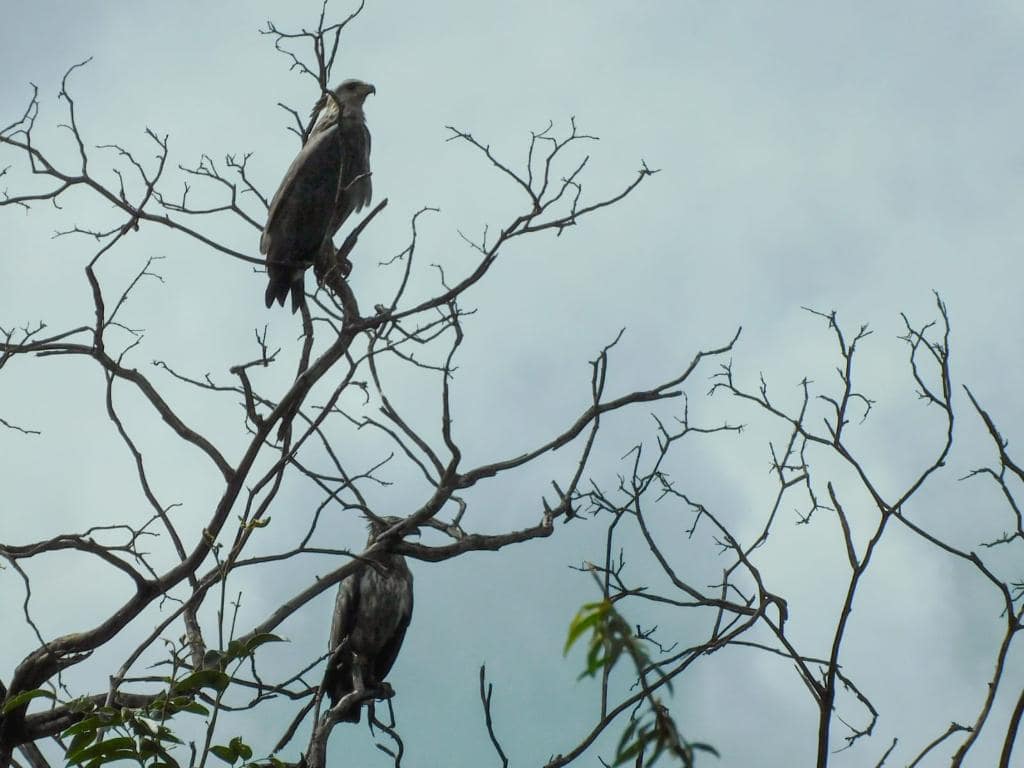 Duas águias-cinzentas são fotografadas em vida livre na Chapada dos Guimarães