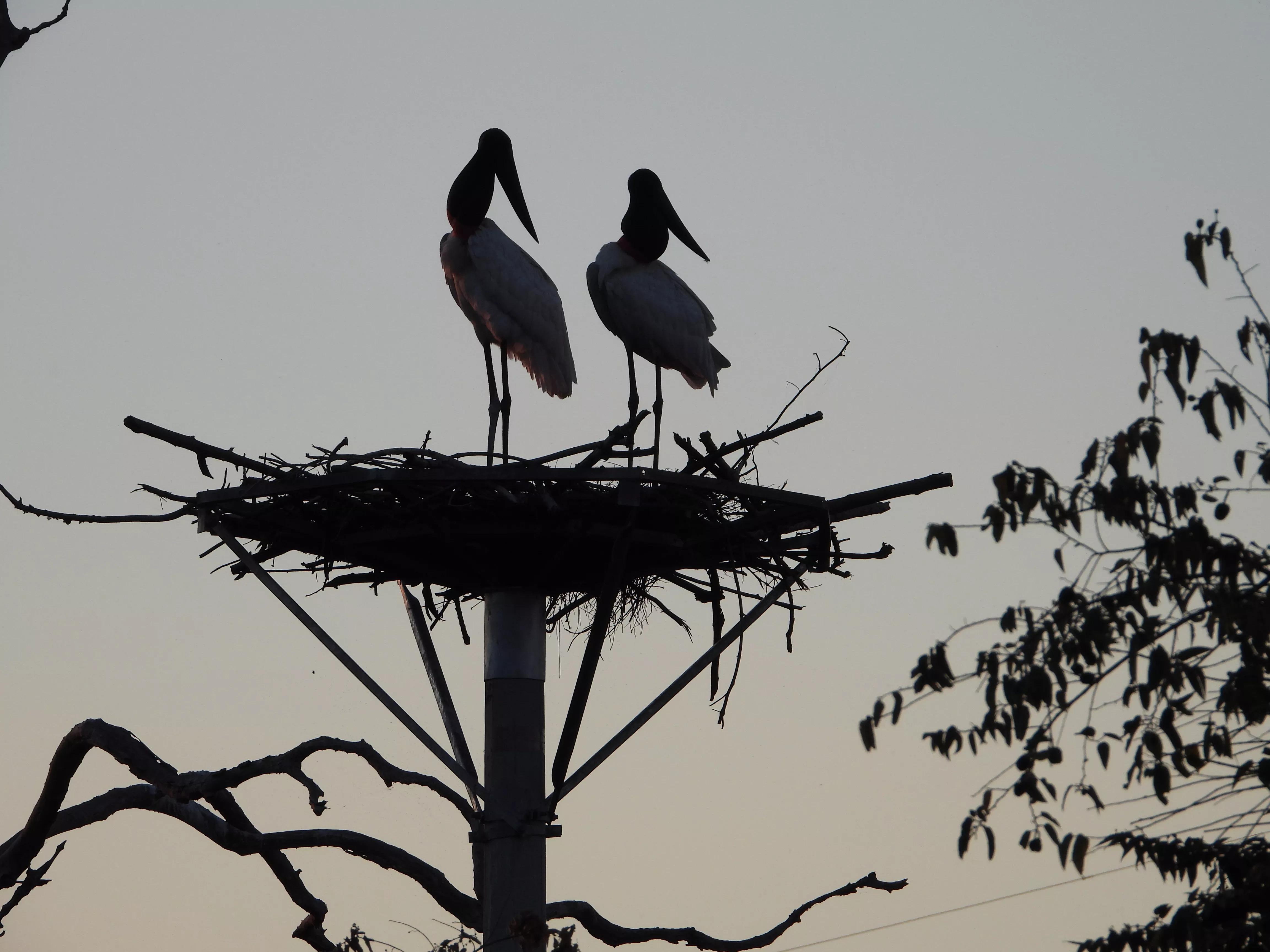 Fogo no Pantanal: Casal de pássaros tuiuiú resiste aos incêndios