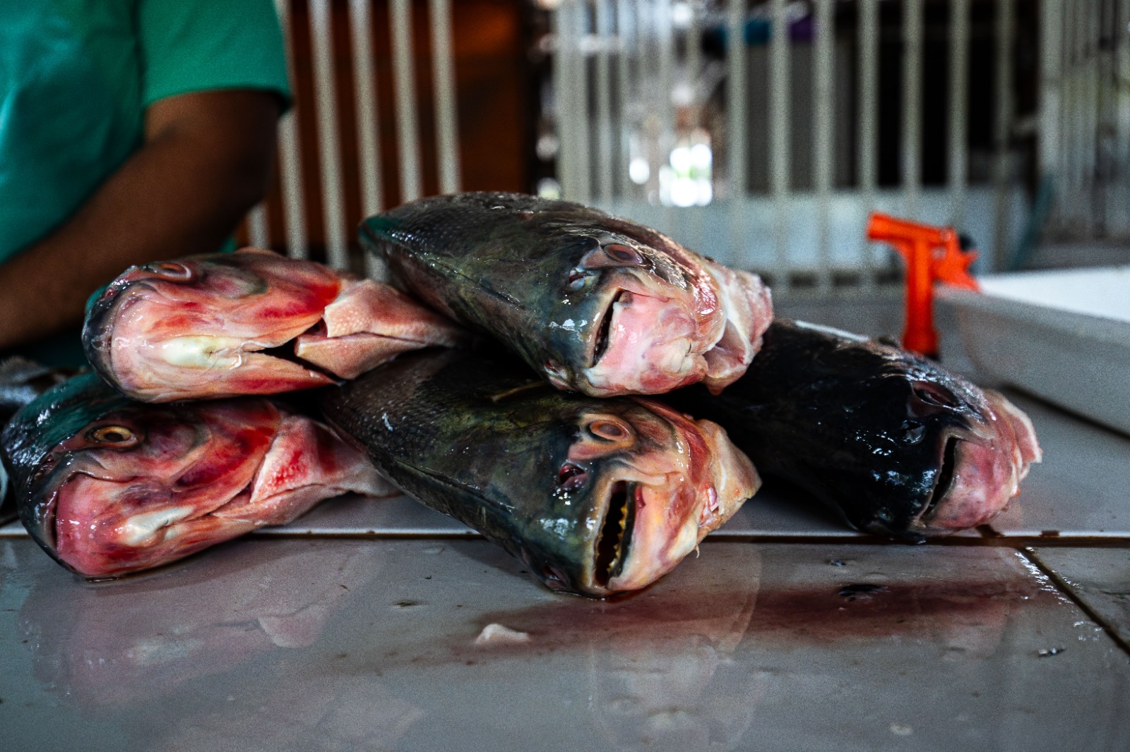 Inscrições para vender peixe na Feira Peixe Santo terminam terça (17) em Cuiabá