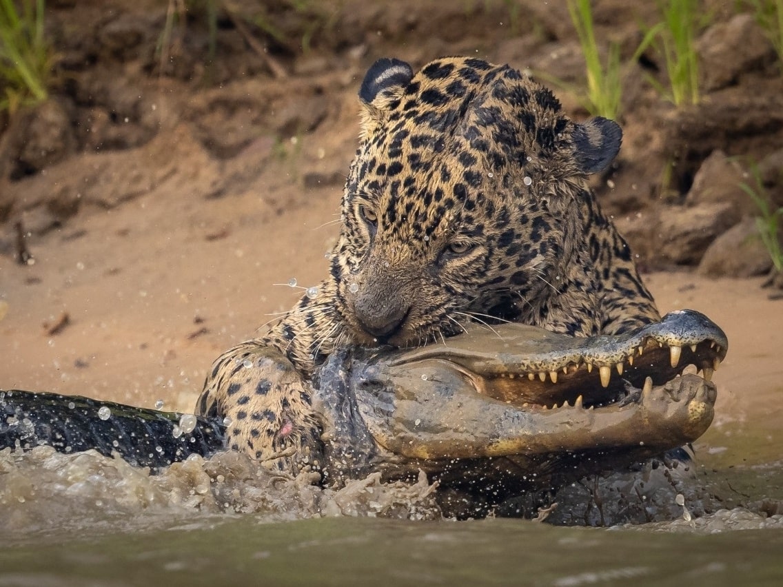 Jacaré é atacado por onça enquanto se alimentava em rio no Pantanal de MT