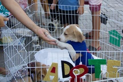 Festival Pet do Fort Atacadista oferece descontos e promove adoção responsável até agosto