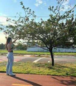 Florada dos Ipês Impulsiona Coleta de Sementes para Reflorestamento Nativo em Mato Grosso