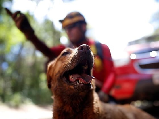 Mato Grosso Sediará Certificação Nacional de Cães de Busca e Resgate em Junho