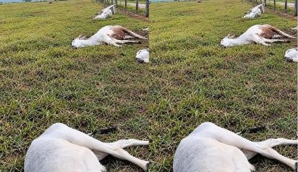 Temporal devastador atinge Vila Bela da Santíssima Trindade e deixa rastro de destruição