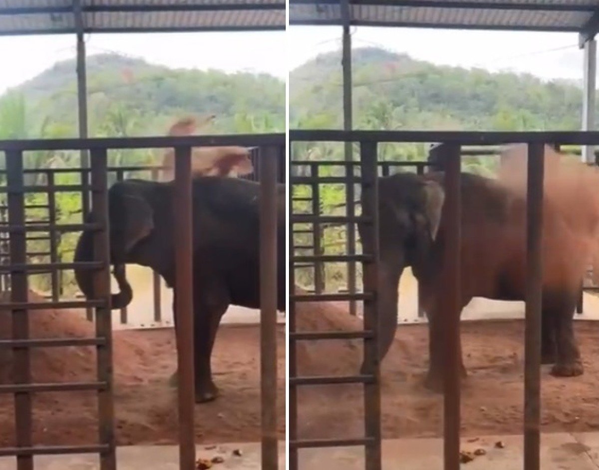 Elefante Sandro chega ao santuário em Chapada e toma banho de terra minutos depois