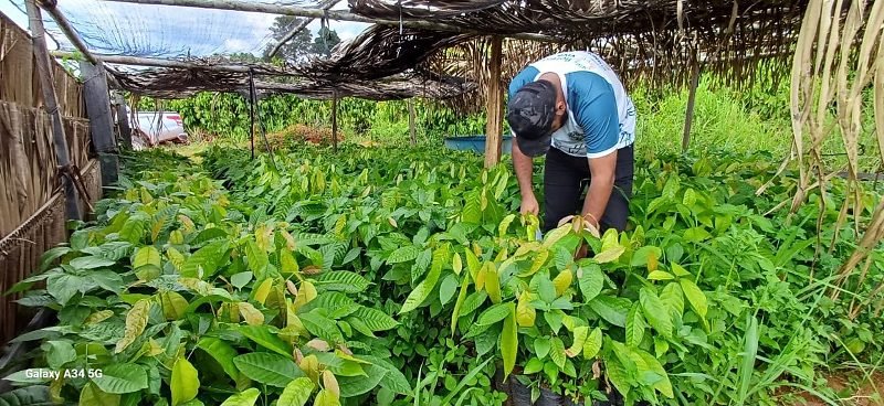 Energisa investe R$ 5 milhões em restauração florestal na Bacia do Xingu em Mato Grosso