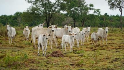 Mato Grosso amplia exportações de carne bovina em 2.242% com certificação livre de febre aftosa