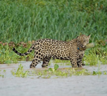 Onça-pintada registrada com garrafa plástica na boca alerta sobre descarte de resíduos no Pantanal