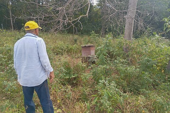 Estudo aponta apicultura como alternativa de renda para agricultura familiar em Várzea Grande
