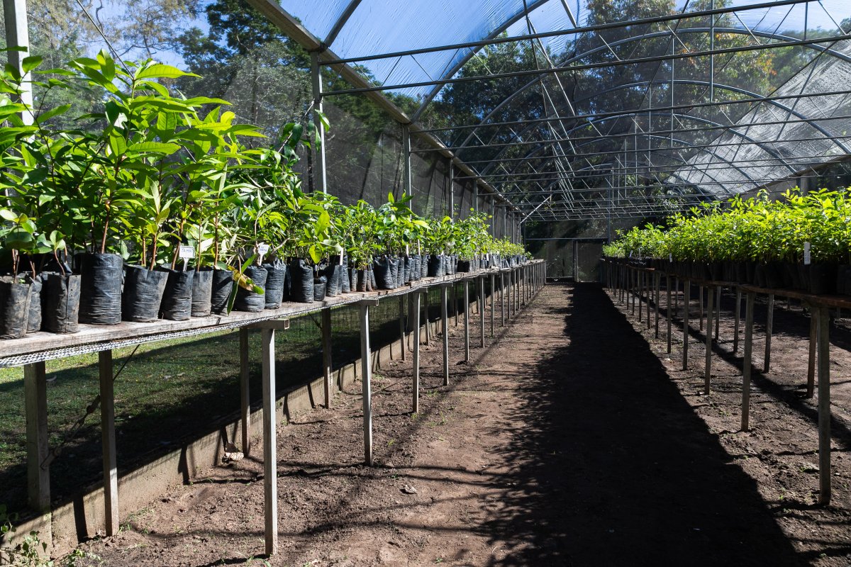 Cuiabá amplia cobertura vegetal com plantio de 150 mudas na Avenida Sebastião Gomes Guimarães