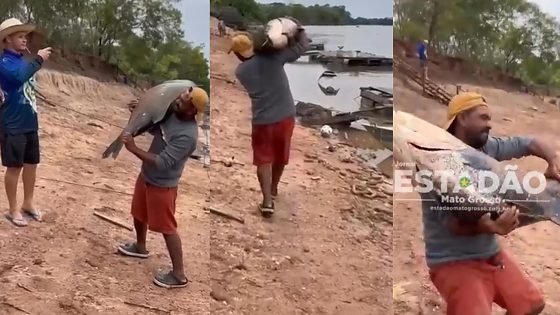 Pescador captura tambaqui de 40 quilos no Rio Cuiabá que viraliza nas redes sociais