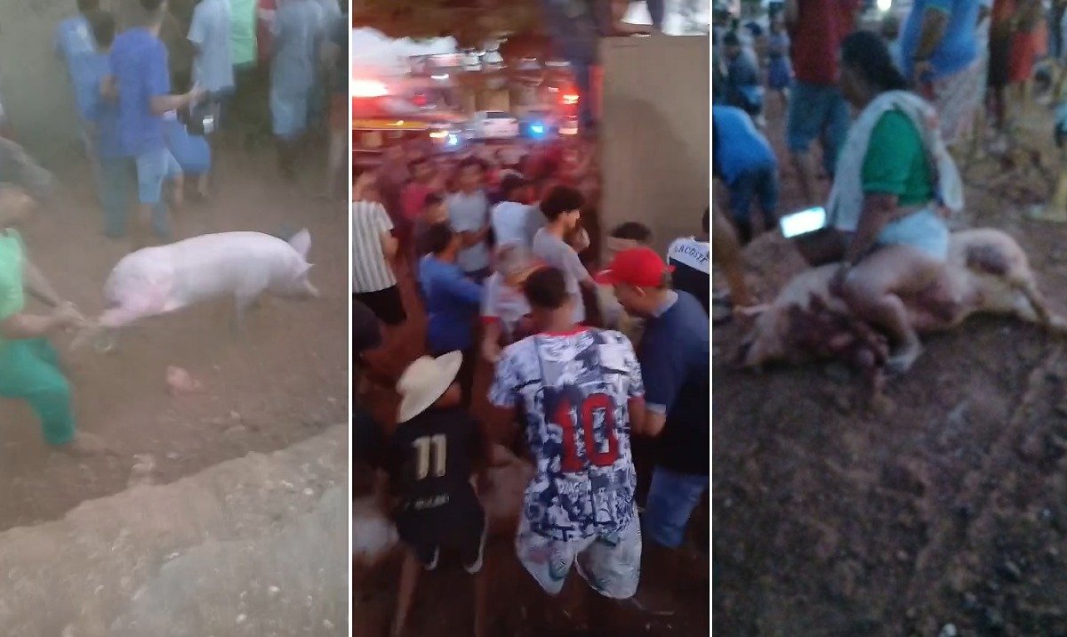 Carreta com porcos tomba em Várzea Grande e multidão toma conta da carga