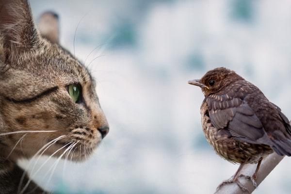 Pássaro provoca gato se escondendo durante brincadeira viraliza nas redes sociais