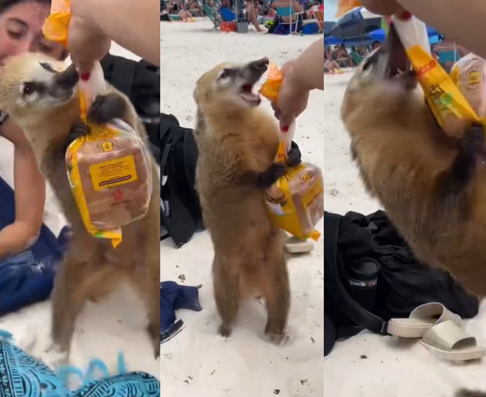 “Quati ladrão” é flagrado furtando comida de turistas em praia de SC