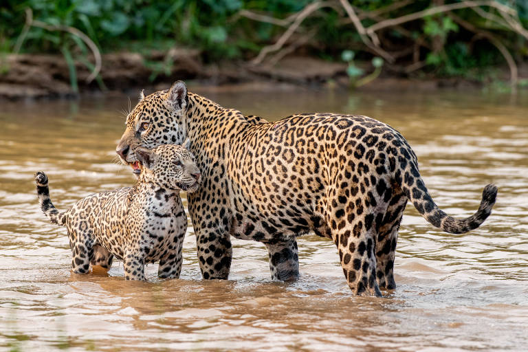 Turista captura passeio de onça e seu filhote às margens de rio no Pantanal